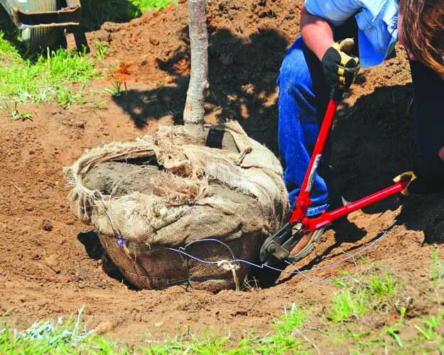 Plant a tree for years of beauty and environmental benefits